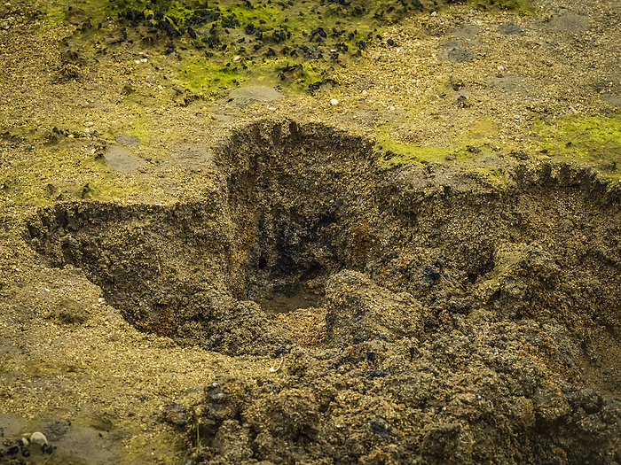 grizzly bear  Ursus arctos horribilis  Close up of hole with claw marks where Coastal Brown Bear  Ursus arctos horribilis  was digging for clams at low tide in Geographic Harbor  Katmai National Park and Preserve, Alaska, United States of America, by Ralph Lee Hopkins   Design Pics