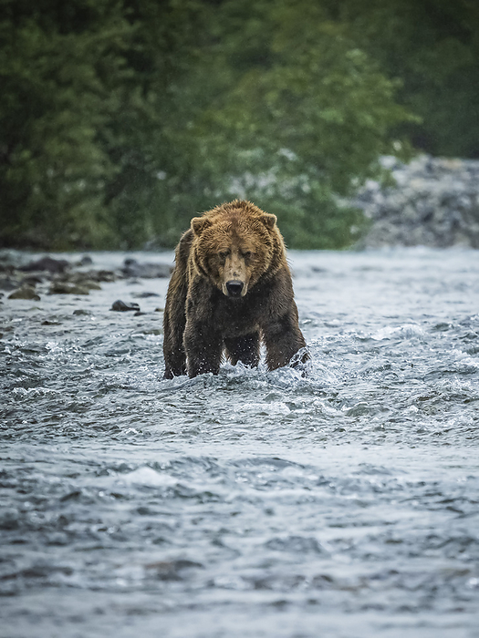 grizzly bear  Ursus arctos horribilis  Portrait of a Coastal Brown Bear  Ursus arctos horribilis  standing in the water fishing for salmon in Geographic Harbor  Katmai National Park and Preserve, Alaska, United States of America, by Ralph Lee Hopkins   Design Pics