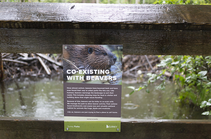 Canada Sign posted on a railing by a beaver dam about co existing with beavers, Green Timbers Urban Forest  Surrey, British Columbia, Canada, by Lorna Rande   Design Pics
