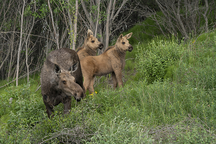 elk Close up of a family of moose  Alces alces  along the Dempster Highway  Yukon, Canada, by Robert Postma   Design Pics