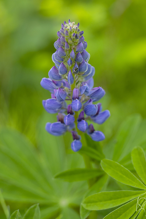 Close-up detail of wild, purple Nootka lupine (Lupinus nootkatensis) growing in summertime in Anchorage; Alaska, United States of America, by Amber Johnson / Design Pics