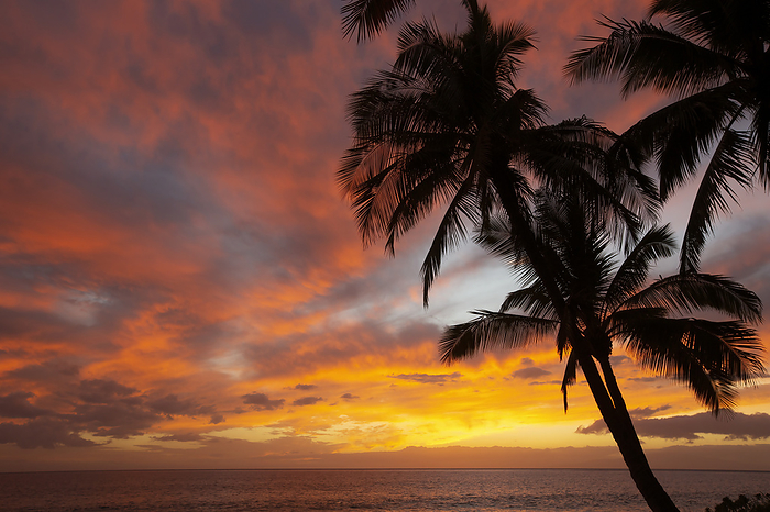 Maui, Hawaii Stunning, tropical sunset over the Pacific Ocean with silhouette of palm trees on a beach in Kihei  Kihei, Wailea, Maui, Hawaii, United States of America, by Ron Dahlquist   Design Pics