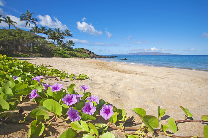 beach morning glory  Ipomoea pes caprae  Palau ea Beach also known as White Rock Beach with Beach Morning Glories  Ipomoea pes caprae  in foreground in Makena on the Island of Maui  Wailea, Maui, Hawaii, United States of America, by Ron Dahlquist   Design Pics