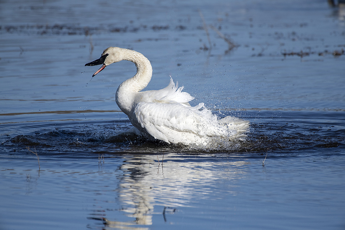 whooper swan  Cygnus cygnus  Trumpeter Swan  Cygnus buccinator  flapping its wings and splashing in shallow water at Creamer s Field Migratory Waterfowl Refuge  Fairbanks, Alaska, United States of America, by Kenneth Whitten   Design Pics