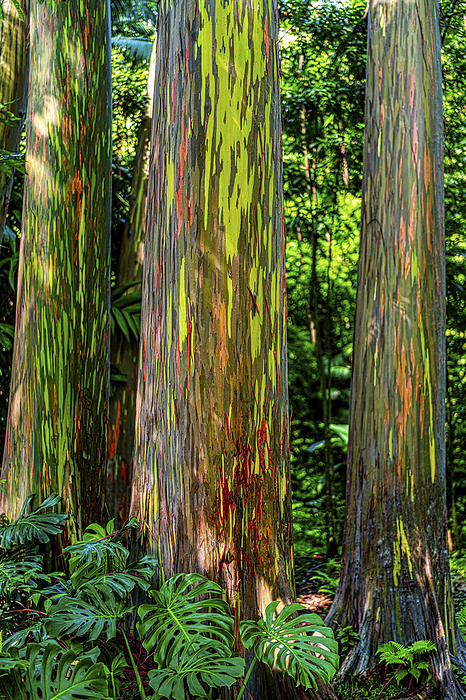 Rainbow Eucalyptus trees (Eucalyptus deglupta) in a Hawaiian rainforest; Maui, Hawaii, United States of America, by Living Moments Media / Design Pics