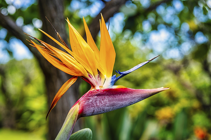 Close up of the dramatic Bird of Paradise flower (Strelitzia reginae); Maui, Hawaii, United States of America, by Living Moments Media / Design Pics