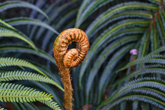 Hawaii Close up of a curled fern leaf in the lush environment of Hawaii s Volcanoes National Park  Hawaii Island, Hawaii, United States of America, by Karen Kasmauski   Design Pics