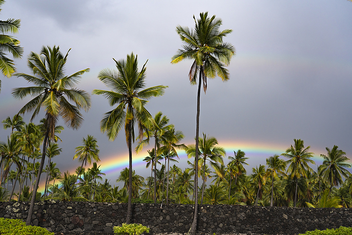 Hawaii Hawaii Island Palm trees against the grey sky with double rainbows over Pu uhonua O H naunau National Historical Park on the west coast of the Big Island of Hawaii. Once the royal grounds and home to several generations of powerful chiefs and a place of refuge for ancient Hawaiian lawbreakers  Hawaii Island, Hawaii, United States of America, by Karen Kasmauski   Design Pics