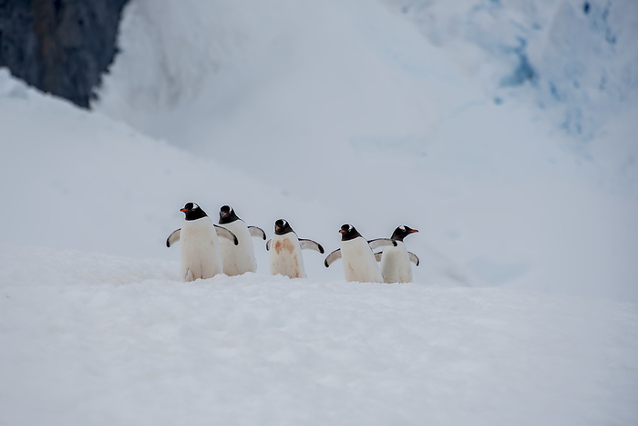 gentoo penguin  Pygoscelis papua  A group of gentoo penguins  Pygoscelis papua  making their way across the snow covered landscape on Booth Island  Antarctica, by Karen Kasmauski   Design Pics