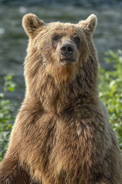 grizzly bear  Ursus arctos horribilis  Close up portrait of a grizzly bear  Ursus arctos horribilis  standing up  Atlin, British Columbia, Canada, by Robert Postma   Design Pics