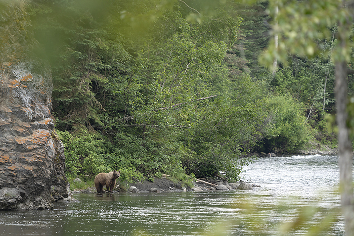 grizzly bear  Ursus arctos horribilis  Grizzly bear  Ursus arctos horribilis  scanning the Nakina River for salmon in its natural habitat  Atlin, British Columbia, Canada, by Robert Postma   Design Pics
