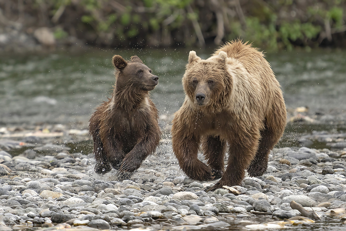 grizzly bear  Ursus arctos horribilis  Close up of a female grizzly bear  Ursus arctos horribilis  and her cub running along the rocky shore of the Nakina River after being startled by another bear  Atlin, British Columbia, Canada, by Robert Postma   Design Pics