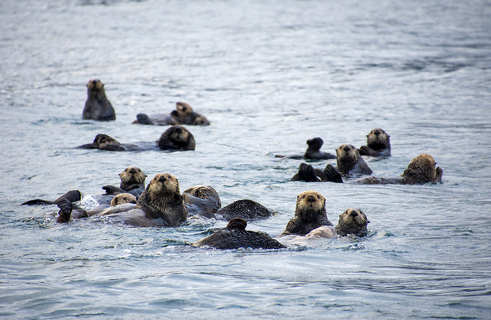 sea otter  Enhydra lutris  A raft of sea otters  Enhydra lutris  floating in kelp in Kachemak Bay near Homer  Homer, Alaska, United States of America, by Jim Lavrakas   Design Pics