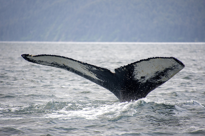 Fluke of humpback whale (Megaptera Novaeanglia) viewed above water while diving in the ocean feeding in Kachemak Bay near Homer; Homer, Alaska, United States of America, by Jim Lavrakas / Design Pics