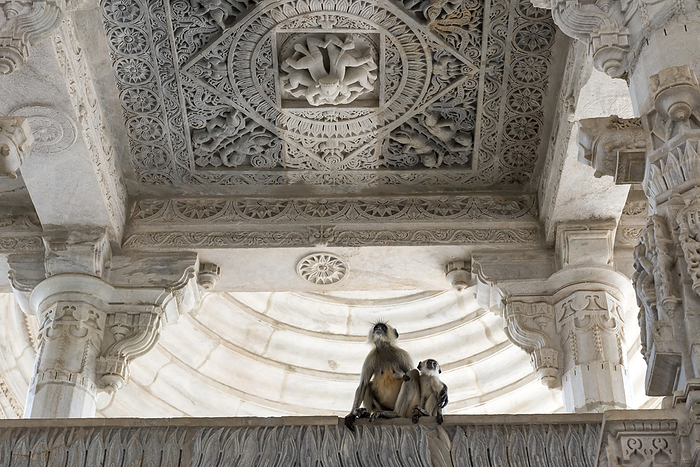 Monkeys resting inside on an interior balcony below an intricately carved ceiling, at the Jain Temple at Ranakpur; Ranakpur, Rajasthan, India, by Christopher Roche / Design Pics
