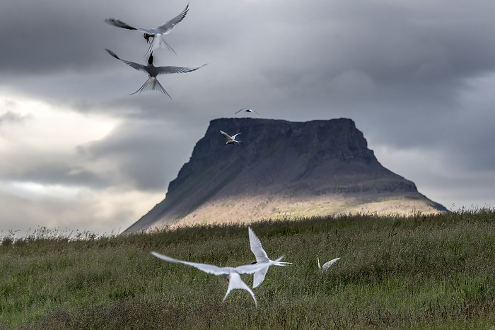 Nesting Arctic Terns (Sterna paradisaea) competing for territory on Vigur Island with a flat-topped mountain peak in the background; Vigur Island, Isafjardardjup Bay, Iceland, by Karen Kasmauski / Design Pics