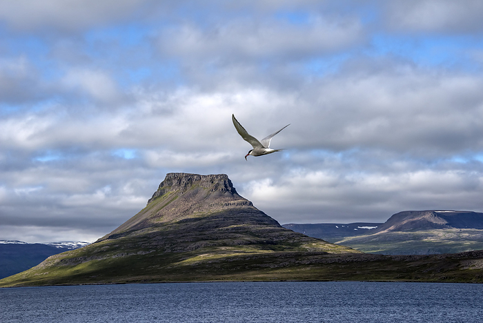 Arctic Tern (Sterna paradisaea) flying over the Atlantic Ocean at Vigur Island with a flat-topped mountain peak in the background. Located just south of the Arctic Circle, the island is famous for its enormous colony of birdlife; Vigur Island, Isafjardardjup Bay, Iceland, by Karen Kasmauski / Design Pics