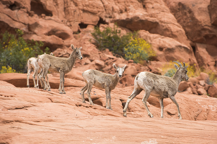 bighorn sheep  Ovis canadensis  Desert Bighorn  Ovis canadensis nelsoni  ewes and lambs in red rock cliffs with yellow flowered Brittlebush  Encelia farinosa  in Valley of Fire State Park  Nevada, United States of America, by Kenneth Whitten   Design Pics