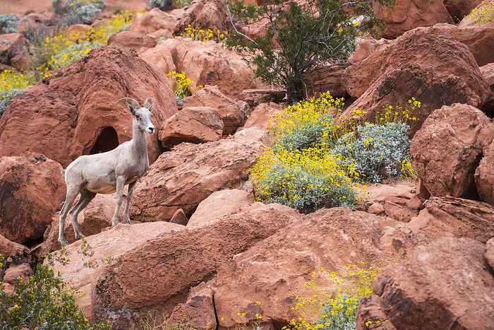 bighorn sheep  Ovis canadensis  Desert Bighorn  Ovis canadensis nelsoni  ewe standing on the red rock cliffs with yellow flowered Brittlebush  Encelia farinosa  in Valley of Fire State Park  Nevada, United States of America, by Kenneth Whitten   Design Pics