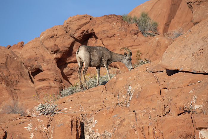 bighorn sheep  Ovis canadensis  Desert Bighorn  Ovis canadensis nelsoni  ewe standing on the red rock cliffs grazing on the shrubs in Valley of Fire State Park  Nevada, United States of America, by Kenneth Whitten   Design Pics