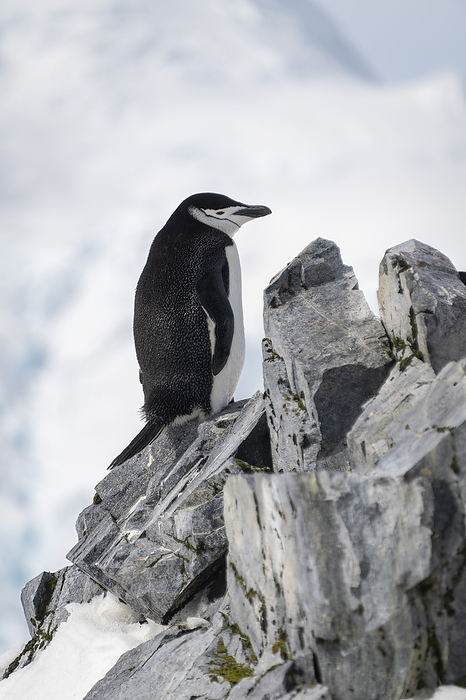 chinstrap penguin  Pygoscelis antarctica  Portrait of a chinstrap penguin  Pygoscelis antarcticus  standing on rocky cliff, facing right  Orne Harbour, Antarctica, by Nick Dale   Design Pics