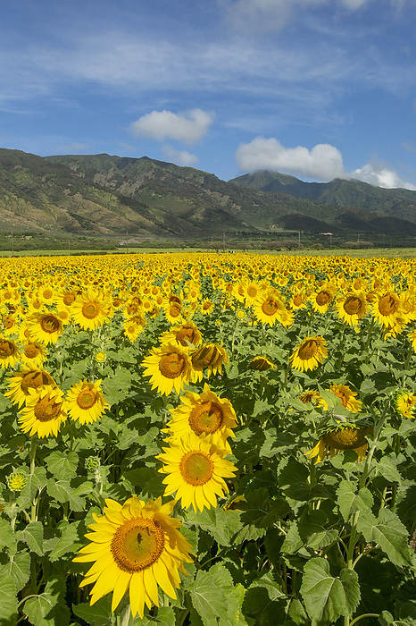 Maui, Hawaii Sunflowers in bloom on Maui, planted by Pacific Bio Diesel with the West Maui Mountains in the background  Wailuku, Maui, Hawaii, United States of America, by Ron Dahlquist   Design Pics