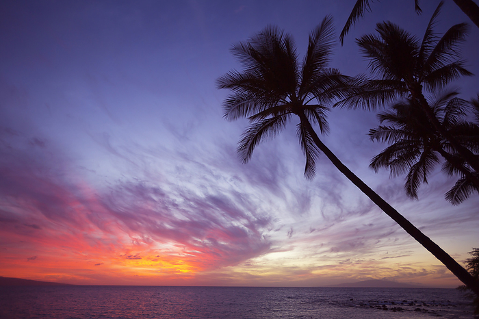 Maui, Hawaii Coconut palms silhouetted against a fiery sunset with a purple sky  Wailea, Maui, Hawaii, United States of America, by Ron Dahlquist   Design Pics