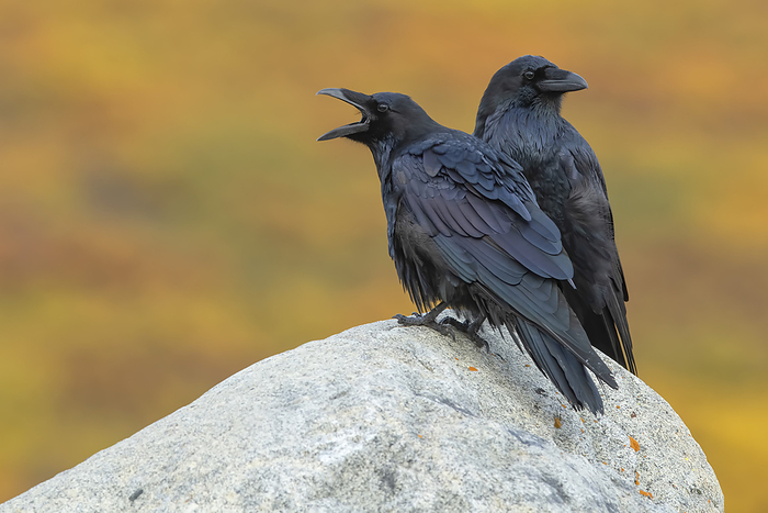 common raven  Corvus corax  Common ravens  Corvus corax  sitting on a rock with fall colors in the background  Dawson City, Yukon, Canada, by Robert Postma   Design Pics