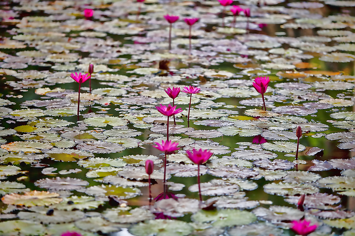 pygmy waterlily  Nymphaea tetragona  Close up of Pink Water Lilies  Nymphaea  emerging through the lily pads in a serene pond  Kauai, Hawaii, United States of America, by Ron Dahlquist   Design Pics