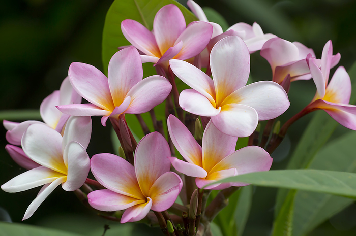 Close-up of a cluster of pink Plumeria blossoms, (Frangipani); Maui, Hawaii, United States of America, by Ron Dahlquist / Design Pics