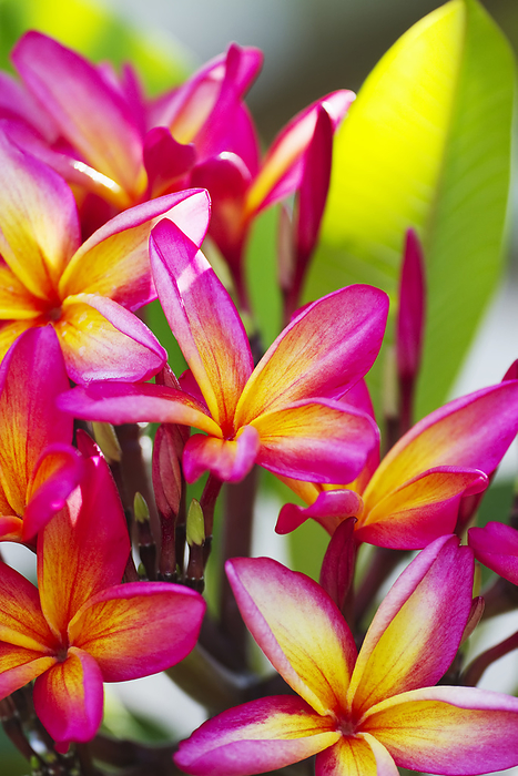 Maui, Hawaii Close up of a cluster of bright pink and yellow Plumeria blossoms, also known as Frangipani  Maui, Hawaii, United States of America, by Ron Dahlquist   Design Pics