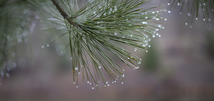 Canada Water droplets on the tips of pine needles  Kelowna, British Columbia, Canada, by Lorna Rande   Design Pics