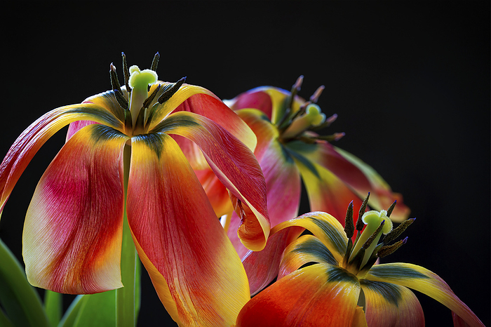 Close up of tulip petals drooping down against a black background; Studio, by Michael Interisano / Design Pics