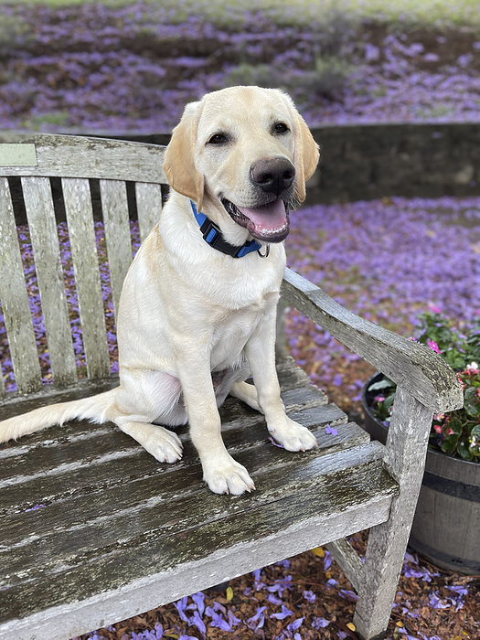 Maui, Hawaii Yellow labrador retriever dog sitting on a park bench with Jacaranda flowers blossoming in the background in the springtime  Upcountry Maui, Hawaii, United States of America, by Ron Dahlquist   Design Pics