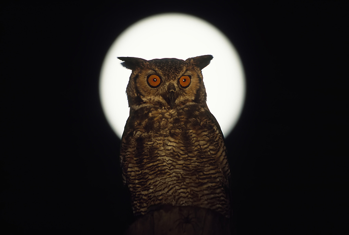 great horned owl  Bubo virginianus  Great horned owl  Bubo virginianus  with a full moon  Pantanal Region, Brazil, by Joel Sartore Photography   Design Pics