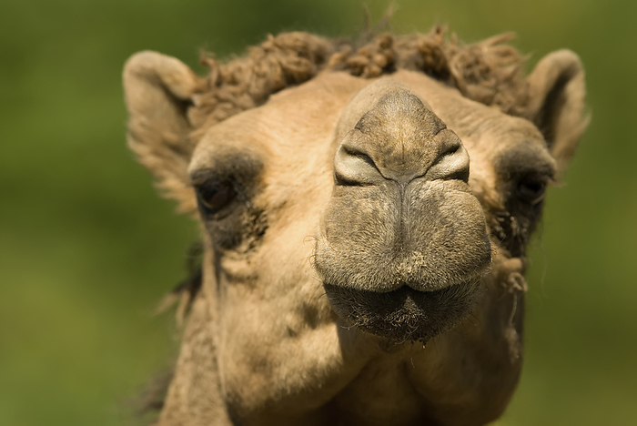 Hindurachida  member of India s worker caste  Dromedary camel  Camelus dromedarius  at a children s zoo  Lincoln, Nebraska, United States of America, by Joel Sartore Photography   Design Pics