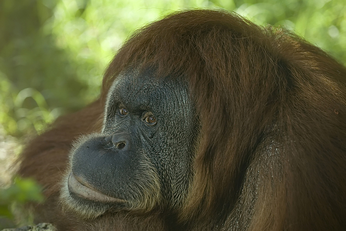 Sumatran orangutan  Sumatran orangutan  Sumatran orangutan  Pongo abelii  at a zoo  Wichita, Kansas, United States of America, by Joel Sartore Photography   Design Pics