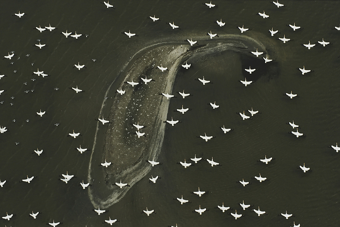 white pelican White pelicans  Pelecanus erythrorhynchos  in migration flight over a barrier island fringing a Louisiana salt marsh in the Gulf of Mexico  Louisiana, United States of America, by Joel Sartore Photography   Design Pics