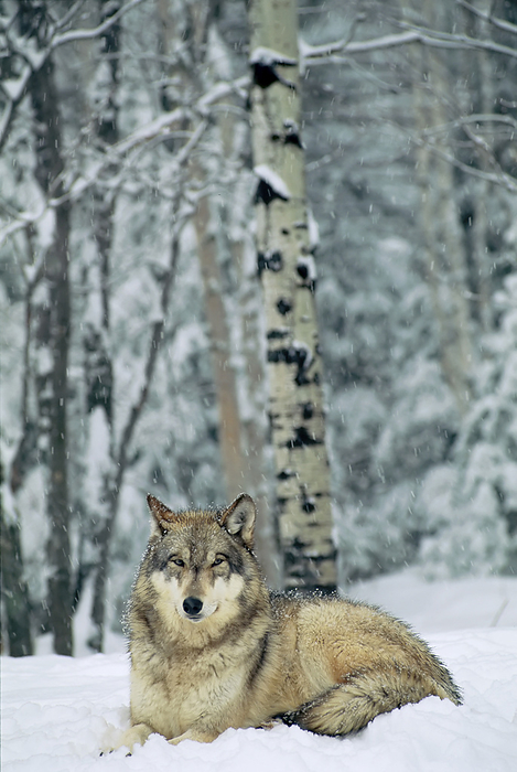A captive Grey wolf (Canis lupus) in the snow, International Wolf Center, Minnesota, USA; Ely, Minnesota, United States of America, by Joel Sartore Photography / Design Pics