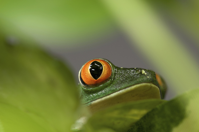 red eyed tree frog  Rana rugosa  Close up portrait of a Red eyed tree frog  Agalychnis callidryas  at the Sunset Zoo  Manhattan, Kansas, United States of America, by Joel Sartore Photography   Design Pics