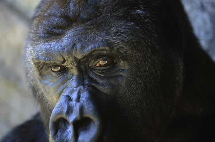 western gorilla  Gorilla gorilla  Close view of the face a gorilla  Gorilla gorilla   Florida, United States of America, by Joel Sartore Photography   Design Pics