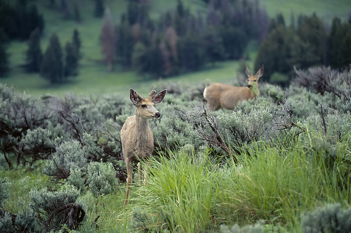 mule deer Two Mule deer  Odocoileus hemionus  standing alert in a woodland with sage brush in Yellowstone National Park  United States of America, by Joel Sartore Photography   Design Pics