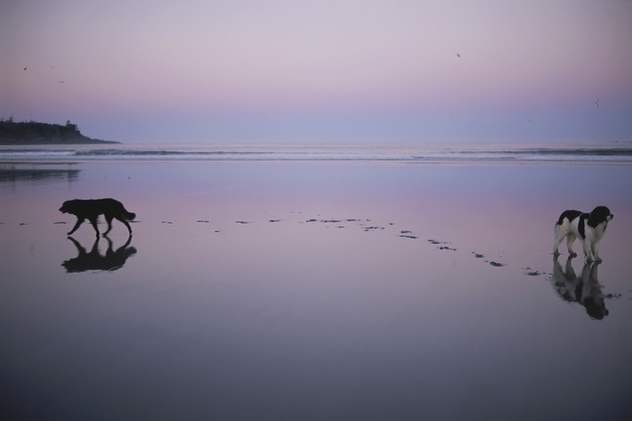 Two dogs on the beach at twilight walk in opposite directions; Cox Bay, Tofino, Vancouver Island, British Columbia, Canada, by Joel Sartore Photography / Design Pics