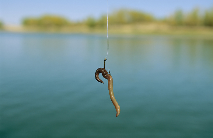 America Fishing hook baited with an earthworm  Nebraska, United States of America, by Joel Sartore Photography   Design Pics