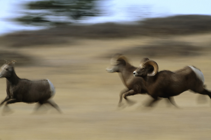 bighorn sheep  Ovis canadensis  Pair of Bighorn rams  Ovis canadensis  pursue a female  Augusta, Montana, United States of America, by Joel Sartore Photography   Design Pics