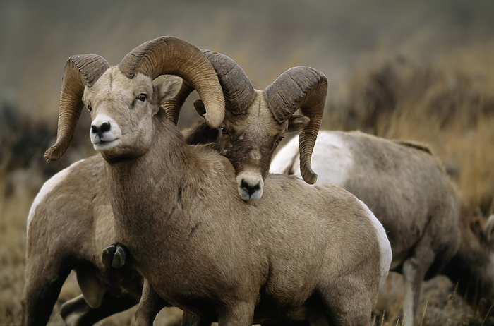 bighorn sheep  Ovis canadensis  Pair of Bighorn rams  Ovis canadensis  on Montana s Rocky Mountain Front  Augusta, Montana, United States of America, by Joel Sartore Photography   Design Pics