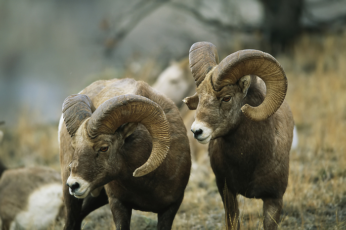 bighorn sheep  Ovis canadensis  Herd of Bighorn sheep  Ovis canadensis  grazing in a mountain valley  Augusta, Montana, United States of America, by Joel Sartore Photography   Design Pics