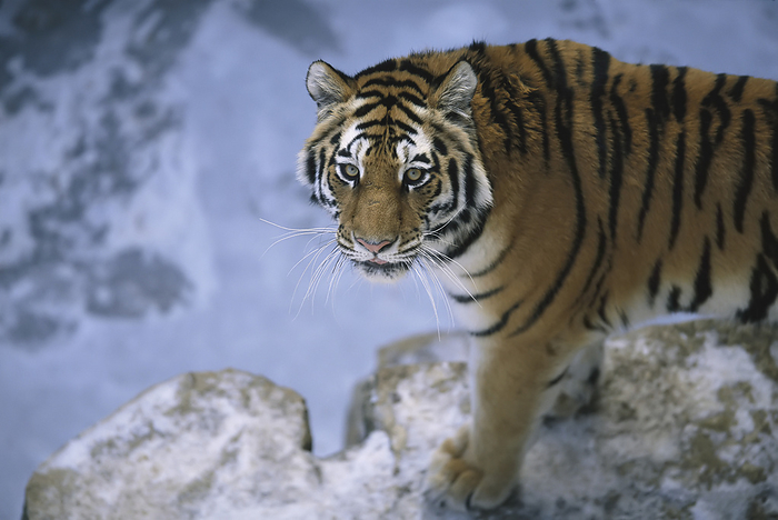 Amur tiger Siberian tiger  Panthera tigris altaica  walks about its enclosure in a zoo  Omaha, Nebraska, United States of America, by Joel Sartore Photography   Design Pics