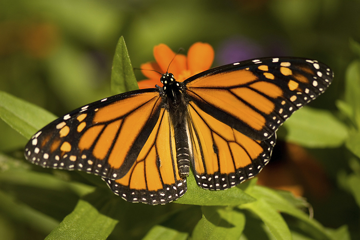 monarch butterfly  Danaus plexippus  Monarch butterfly  Danaus plexippus  resting on a flowering plant in a butterfly pavilion  Lincoln, Nebraska, United States of America, by Joel Sartore Photography   Design Pics