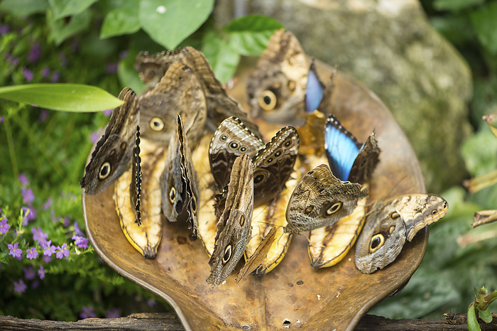 Owl butterflies, Caligo memnon, feed on bananas in the Butterfly Rainforest at the Florida Museum of Natural History; Gainesville, Florida, United States of America, by Joel Sartore Photography / Design Pics